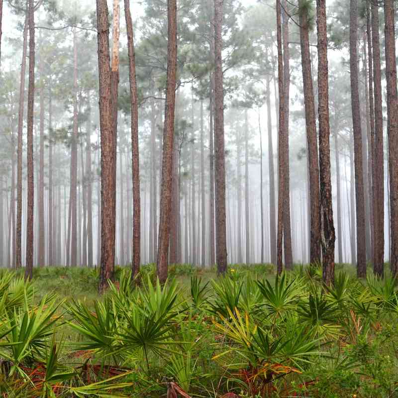 Foggy Morning in the Flatwoods, Apalachicola National Forest 