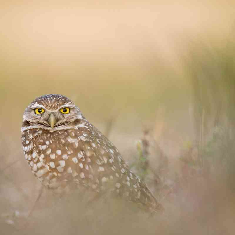 Burrowing Owl Stare