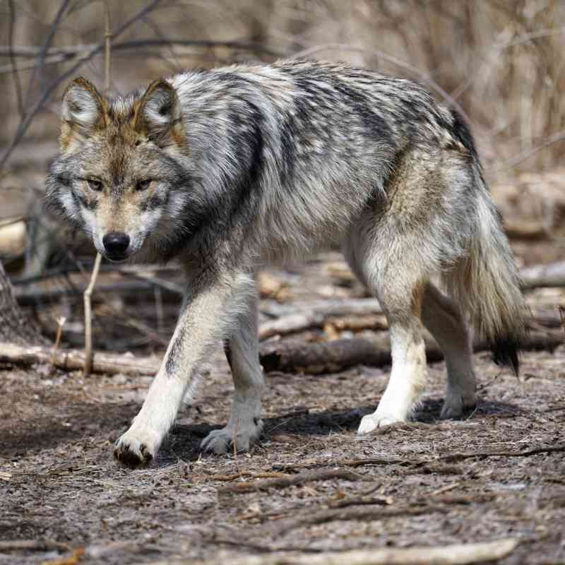 A Mexican gray wolf stalks through a wooded area. The ground is muddy and the trees are brown and bare.
