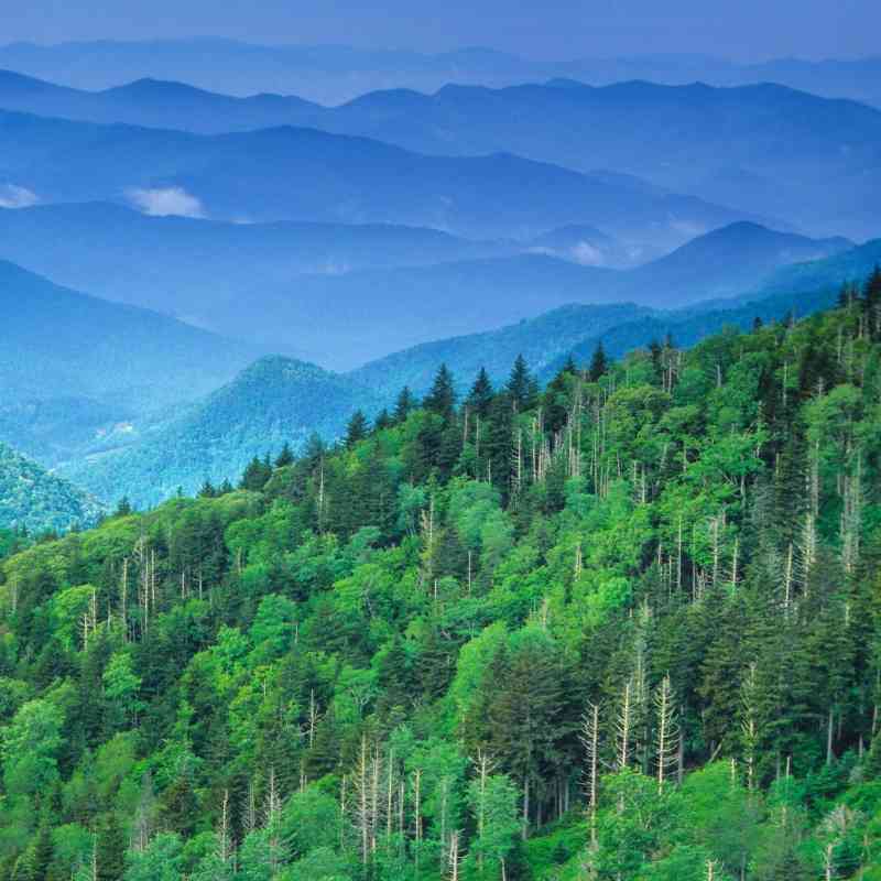 Expansive Forest - Nantahala National Forest - Blue Ridge Mountains - North Carolina