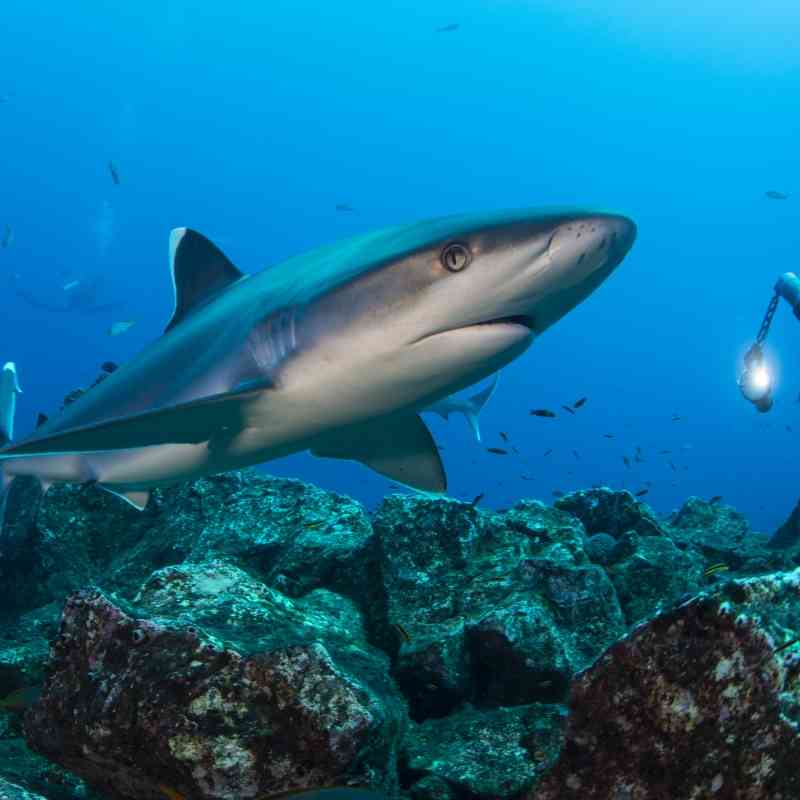Whitetip oceanic shark swimming over coral reef with groups of fish in the background