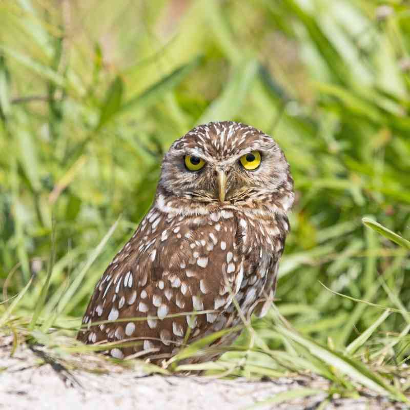 owl