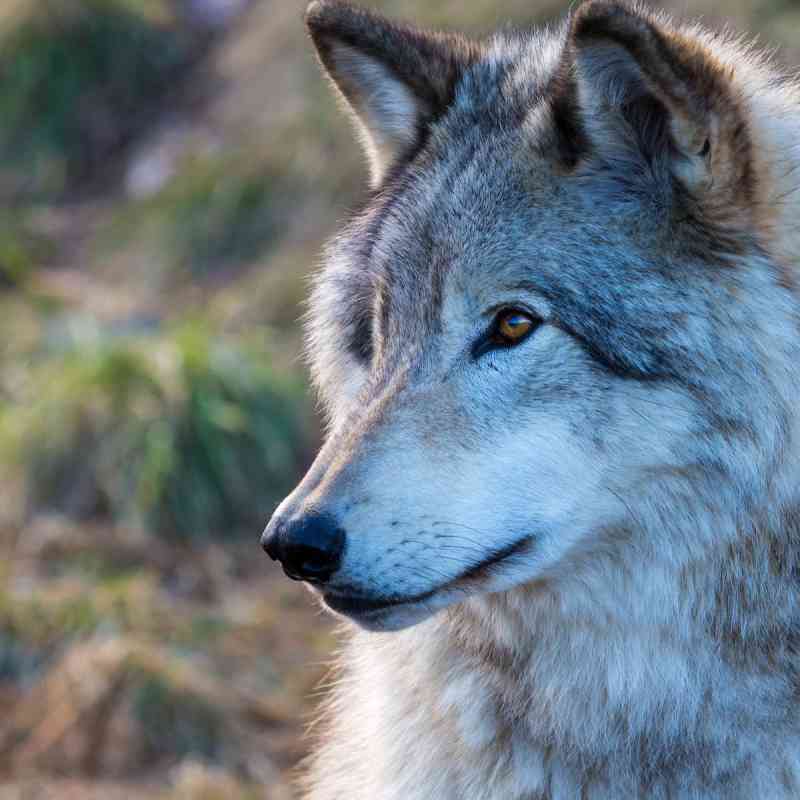 Gray Wolf Headshot in Profile 