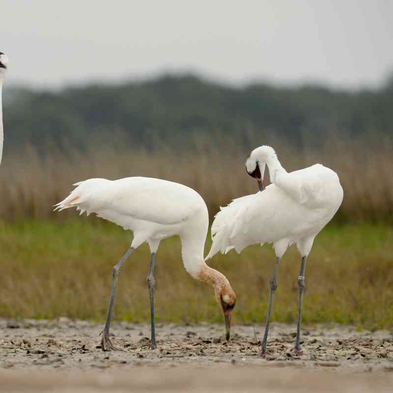 Whooping cranes at Aransas National Wildlife Refuge