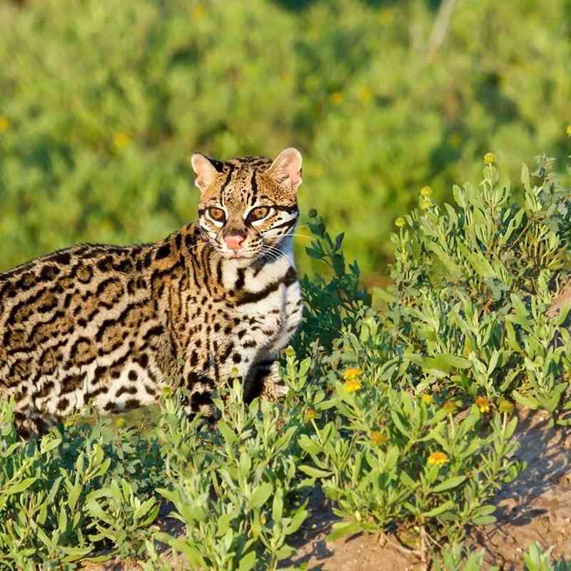 Ocelot standing in the sun