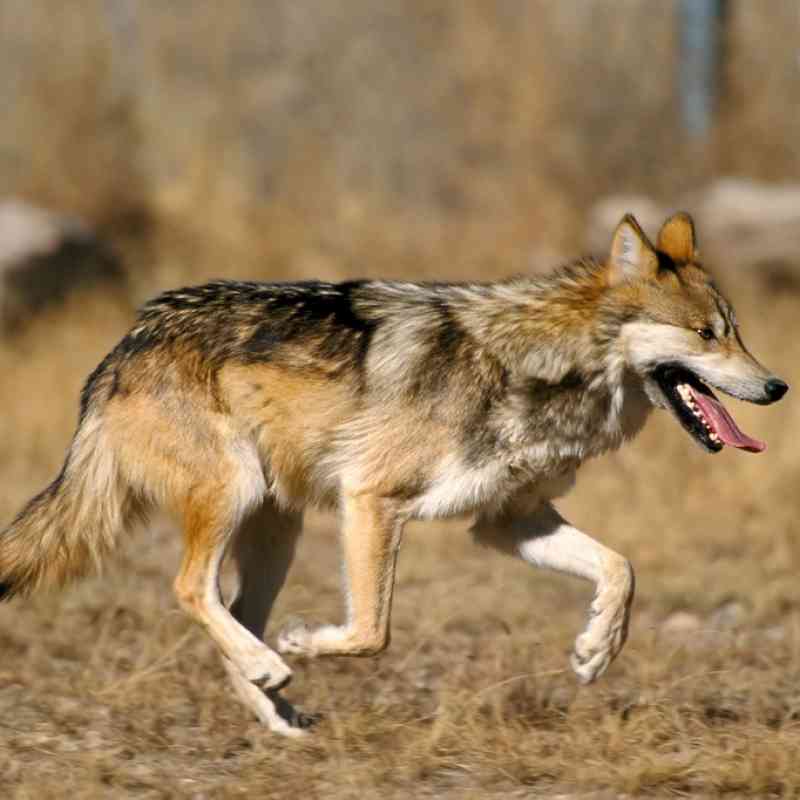 Mexican Gray Wolf