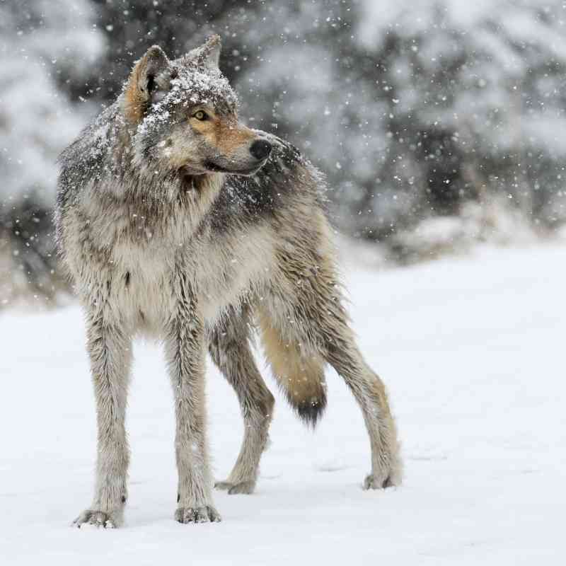 Wolf in Snow Shoshone National Forest