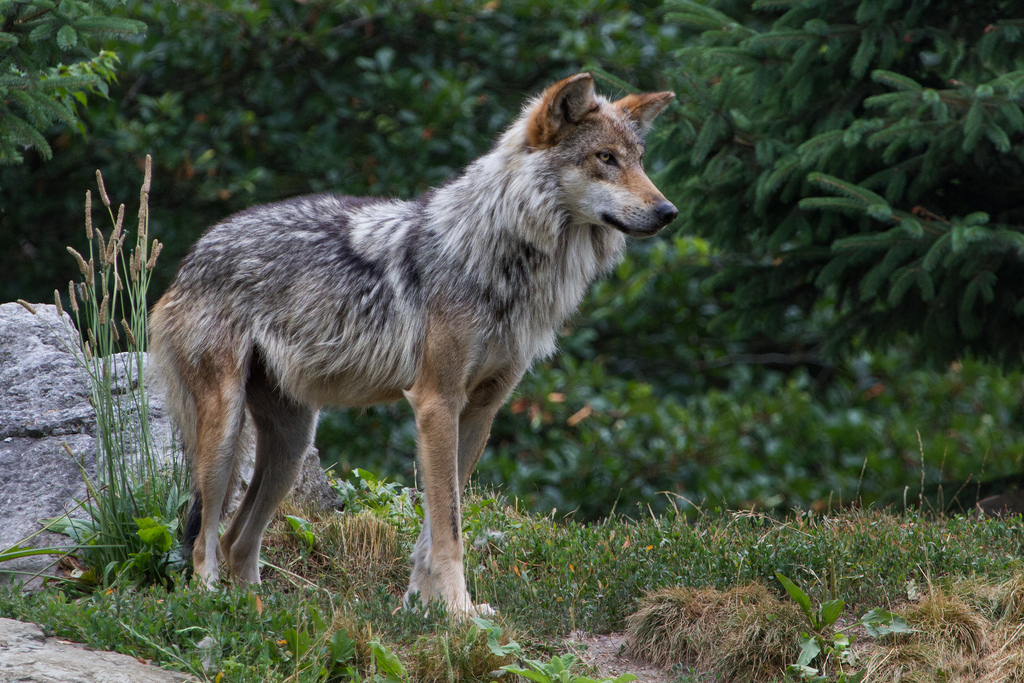 Mexican Gray Wolf