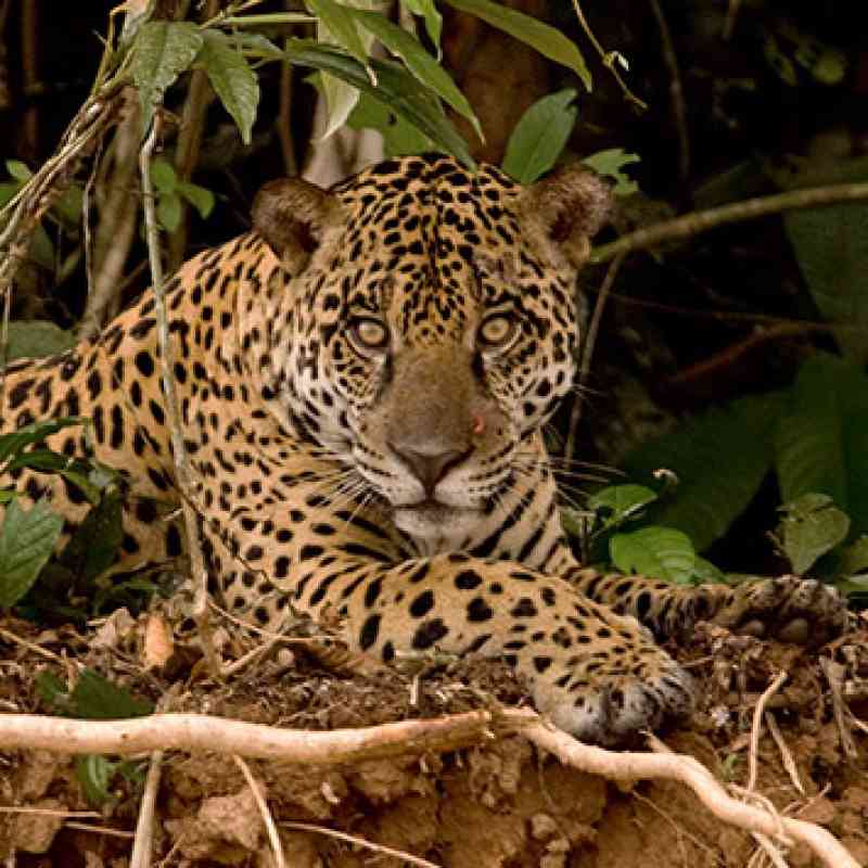 Jaguar Adaptations In The Tropical Rainforest