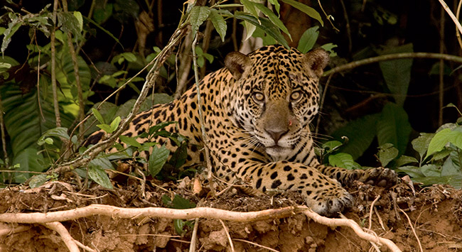 Jaguar Adaptations In The Tropical Rainforest