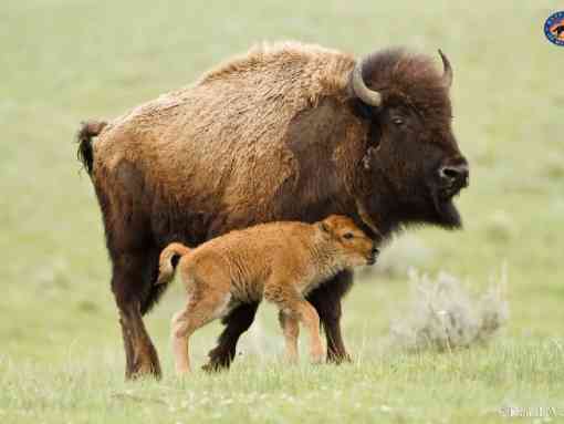 Bison with baby