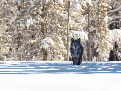Gray Wolf in Yellowstone