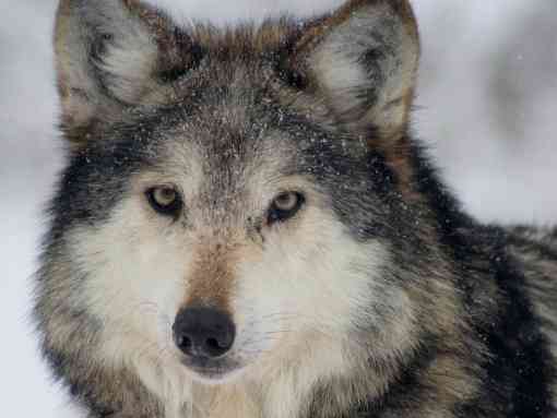 Mexican Gray Wolf Close-up