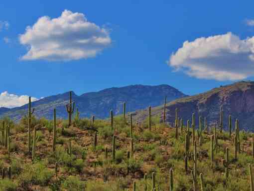 Southwest tuscon cactus and mountains