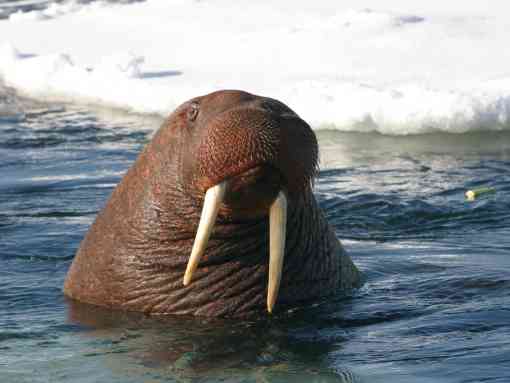Pacific walrus