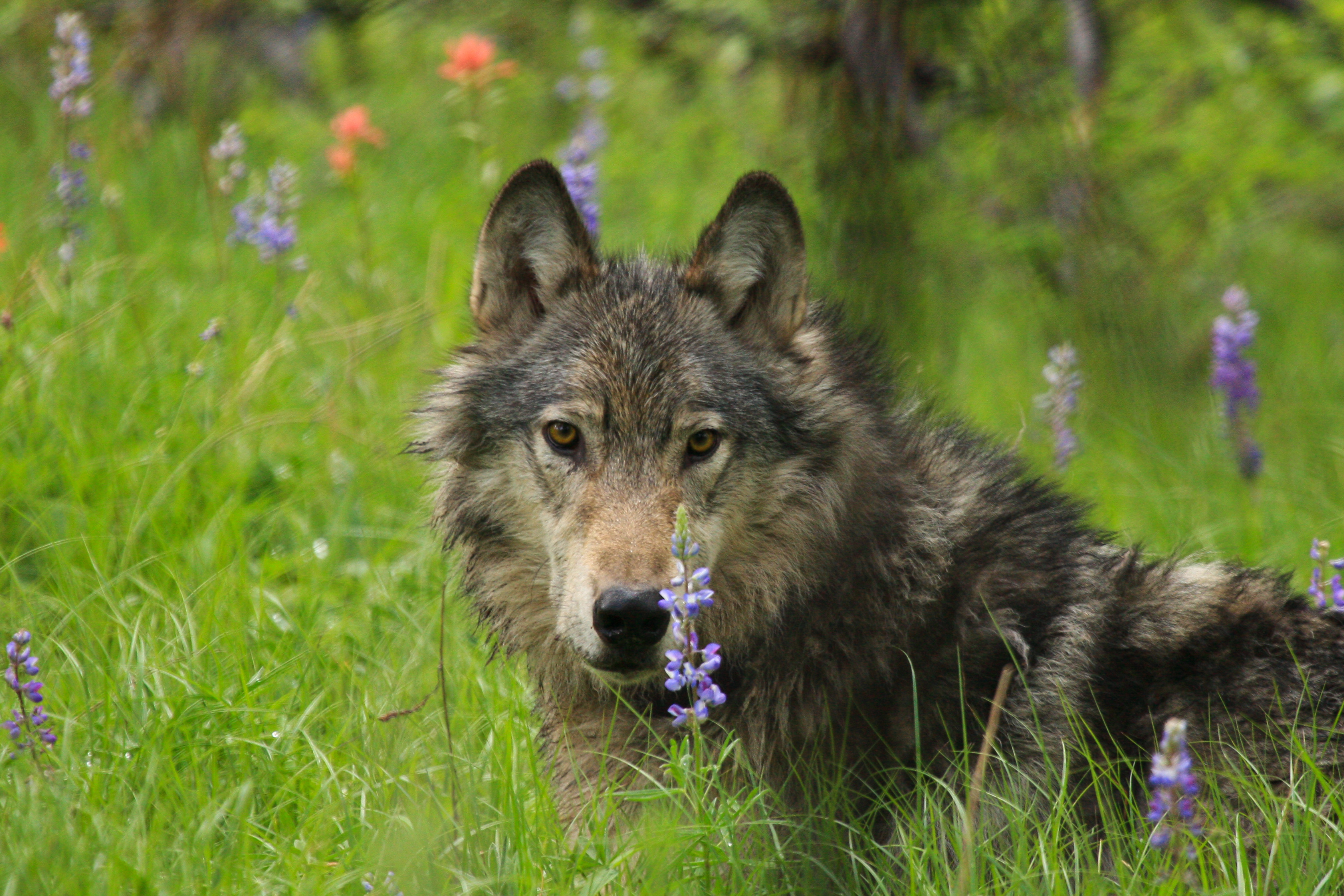 Gray wolf