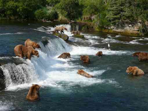 Grizzly bears fishing for salmon katmai national park in alaska 