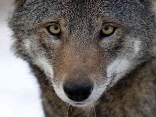 Red wolf eyes