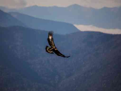 Golden eagle in Glacier NP