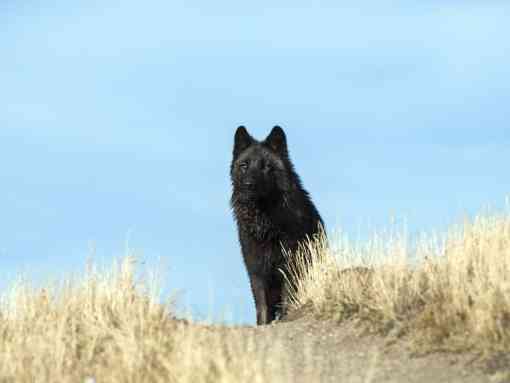 Black wolf yellowstone