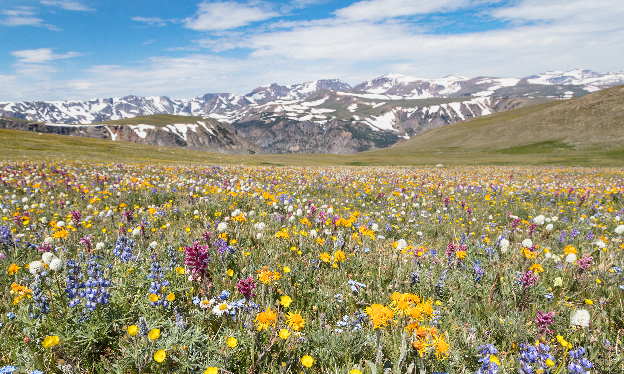 Wildflowers on beartooth pass, Yellowstone NP
