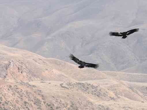 California condor pair Bitter Creek NWR 