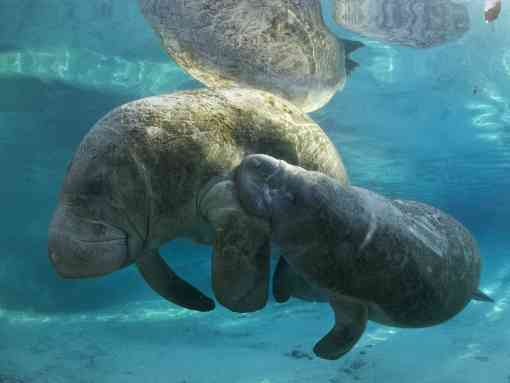 Manatee with baby