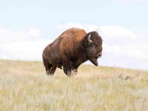 Fort Peck Bison Release Bull on Hill