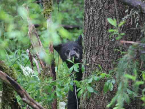 Baby black bear Tongass