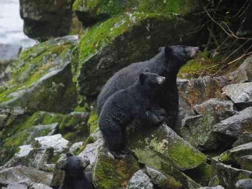 Black bears on rocks above Anan Creek Tongass NF 