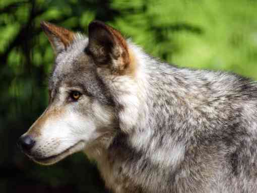 Gray Wolf - Denali National Park - Alaska