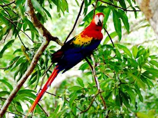 Scarlet Macaw Costa Rica