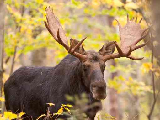 Bull Moose during rut in Baxter State Park, Maine