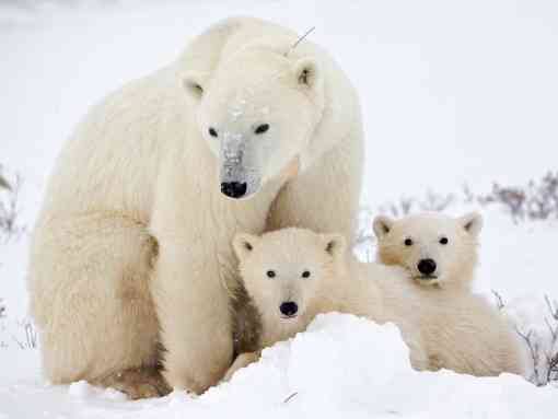 Polar Bear family, Churchill, Manitoba