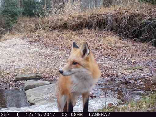 Red fox captured on trail camera