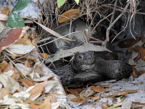 Gopher Tortoise in a Burrow - Cabbage Key - Florida 