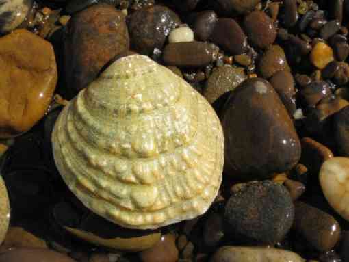 Endangered fanshell mussel