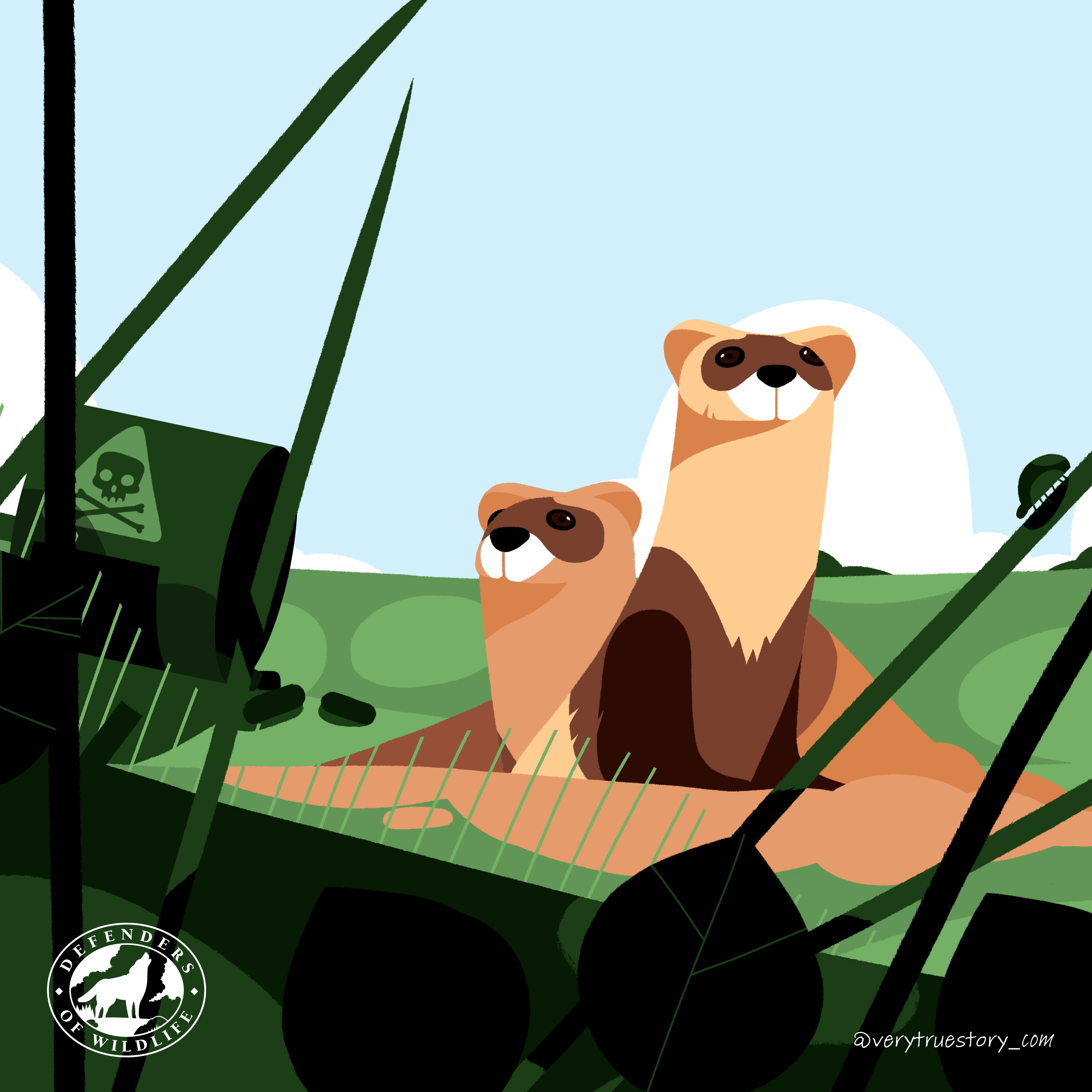 Vote for wildlife graphic with black-footed ferrets