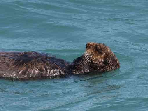 Sea otter Kenai Fjords National Park