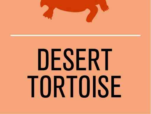 Activist level desert tortoise