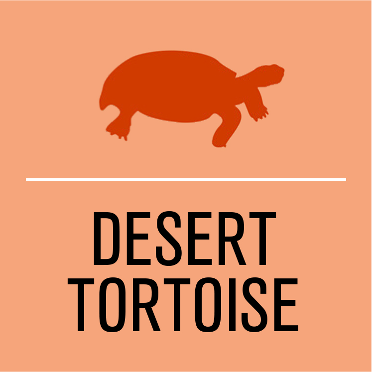 Activist level desert tortoise