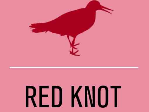 Red knot activist level illustration