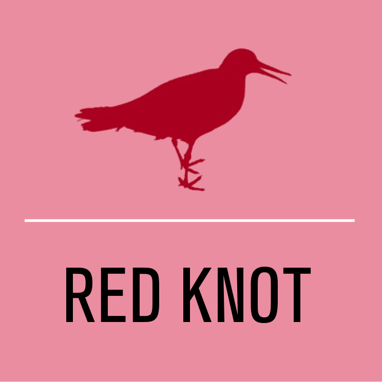 Red knot activist level illustration