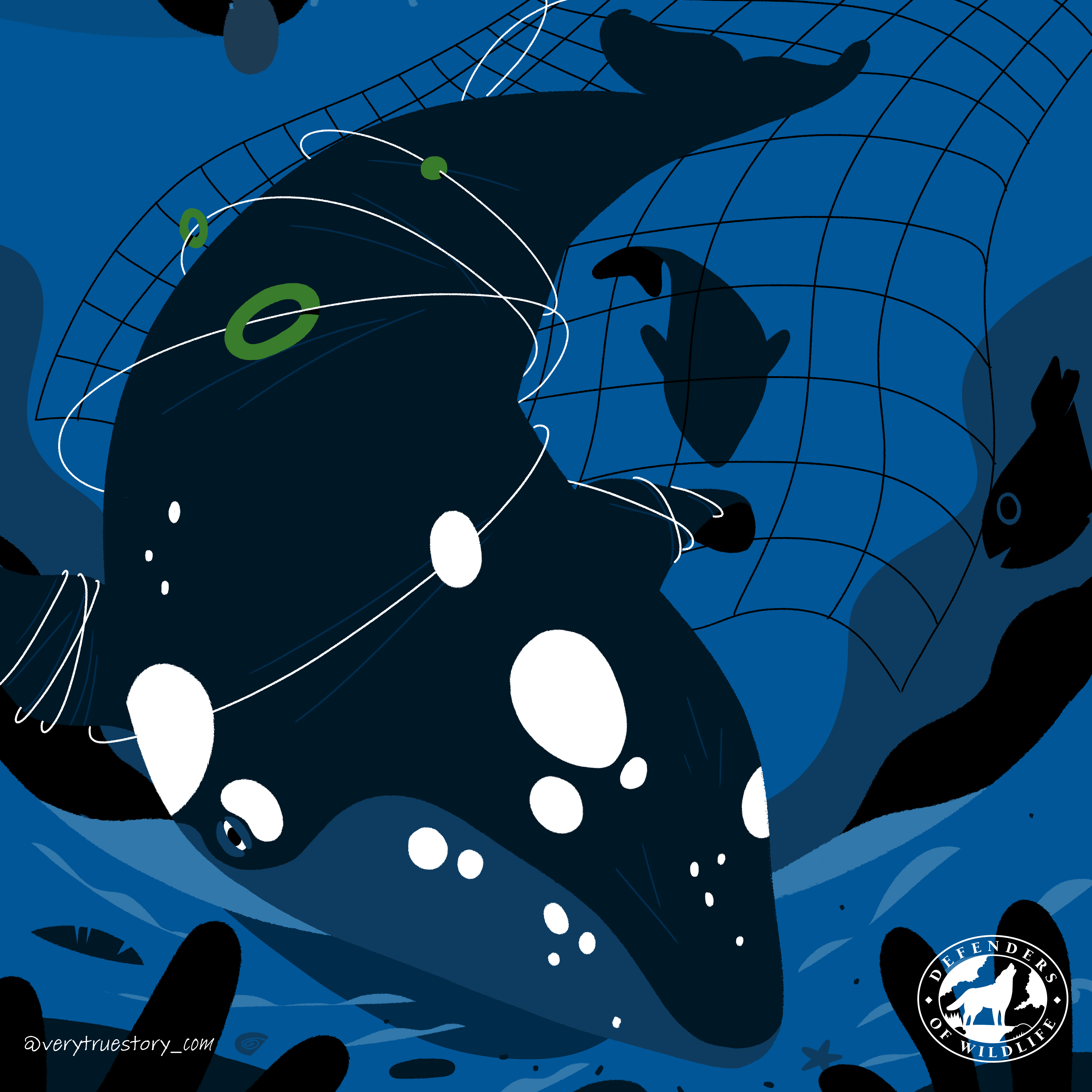 Vote for wildlife right whale illustration without text