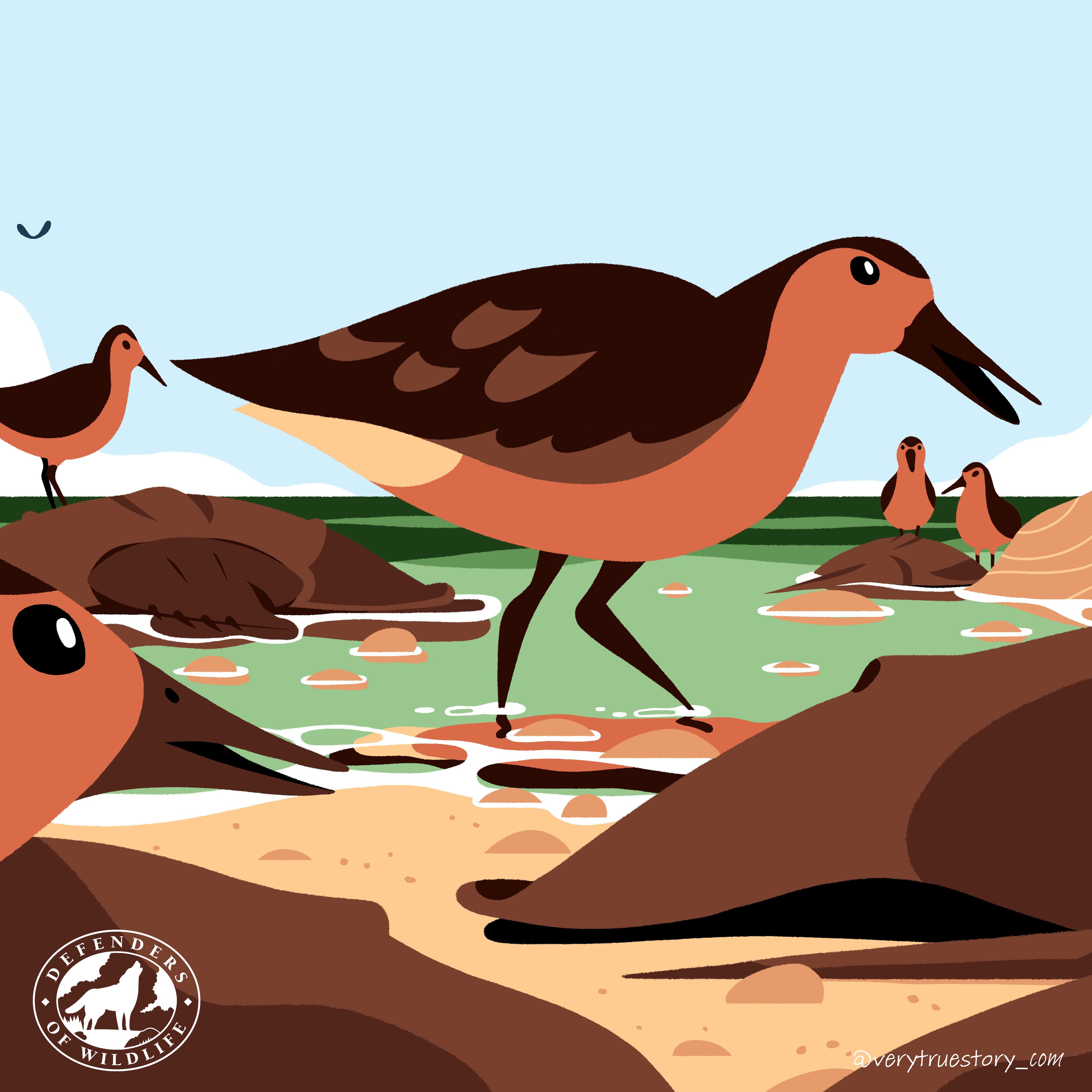 Vote for wildlife red knots without text