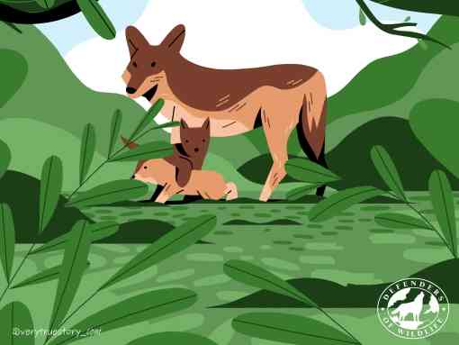 Vote for wildlife red wolf illustration without text