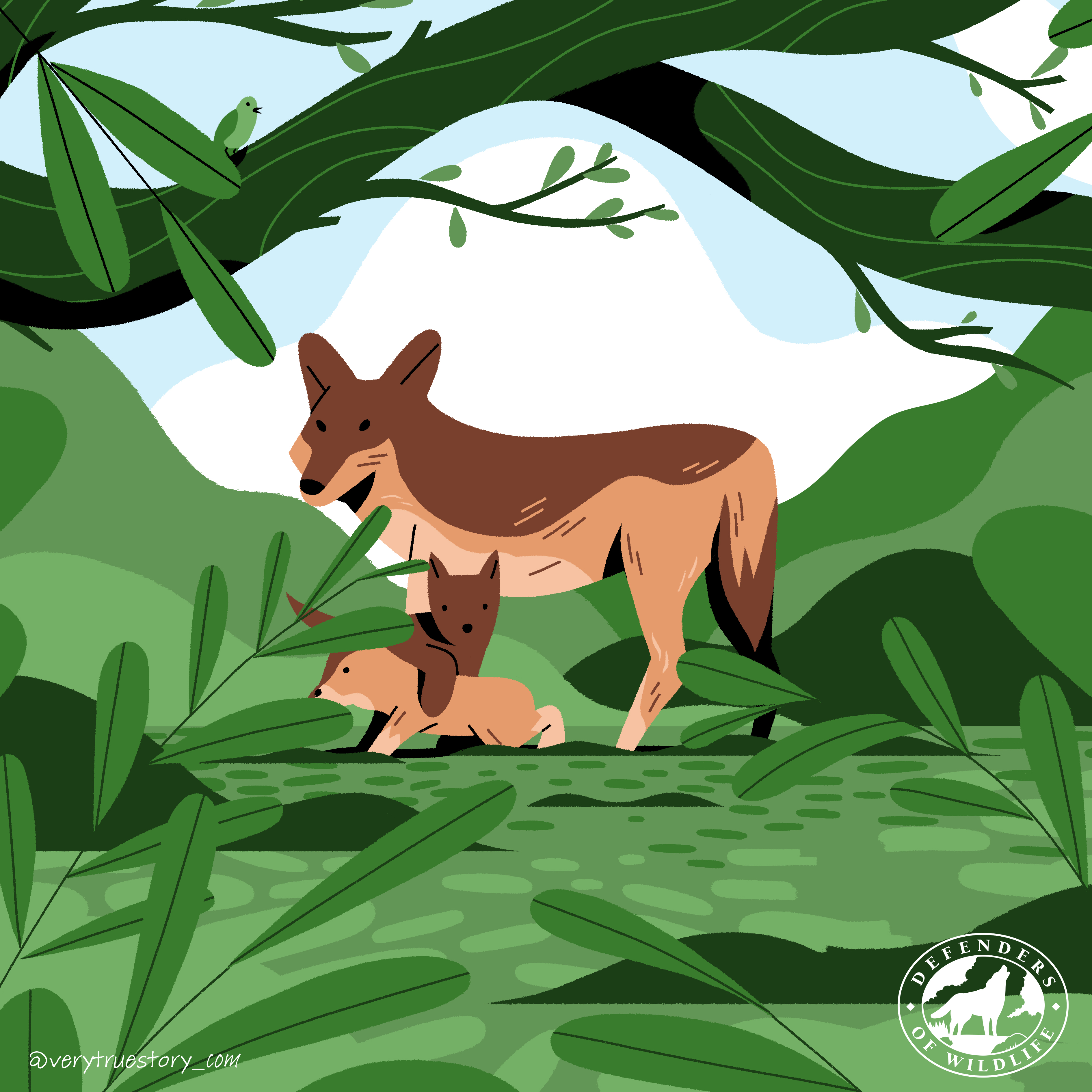 Vote for wildlife red wolf illustration without text