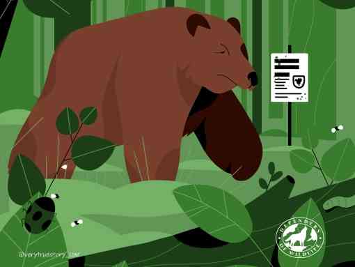 Vote for wildlife illustration grizzly bear