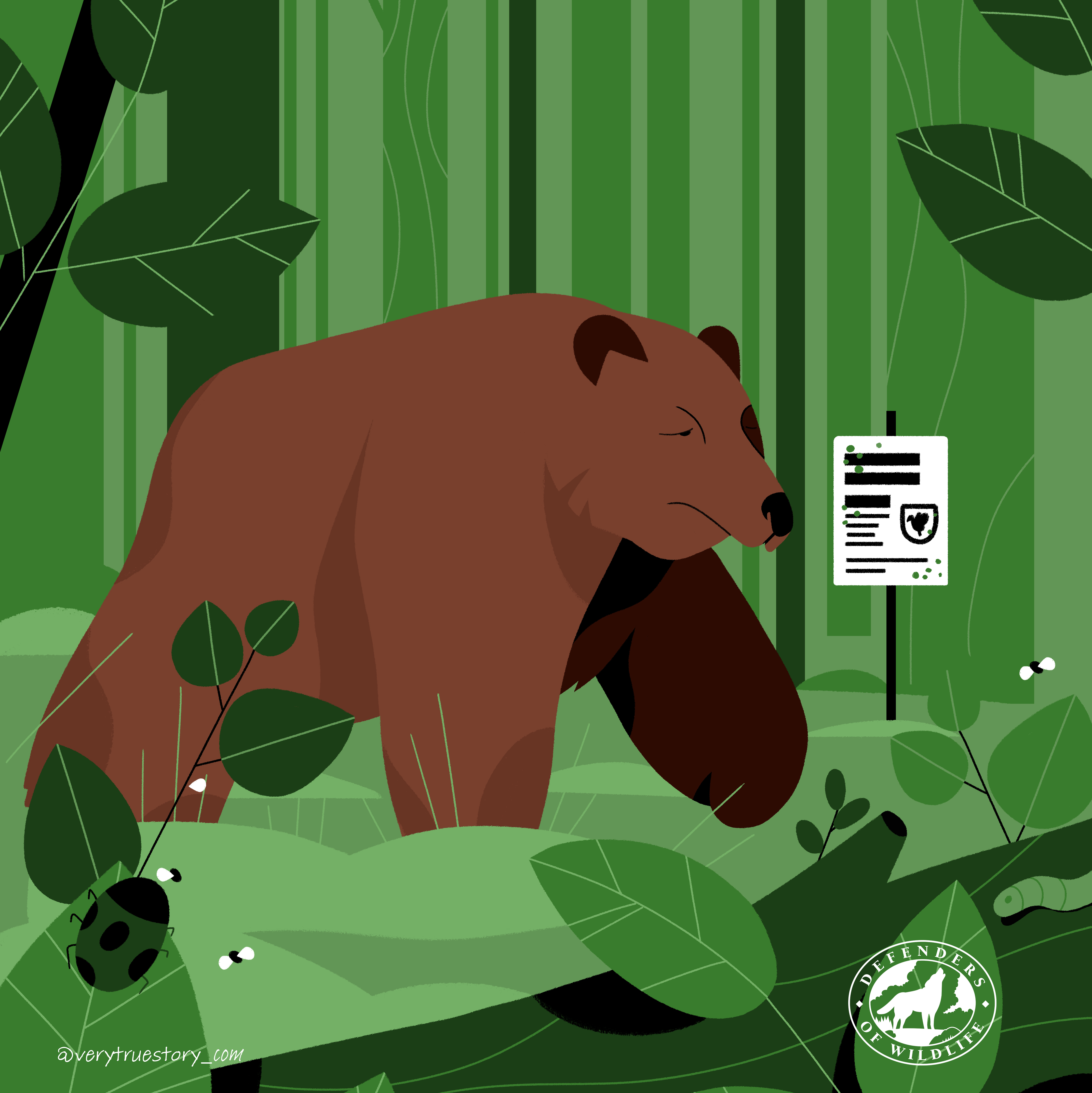 Vote for wildlife illustration grizzly bear