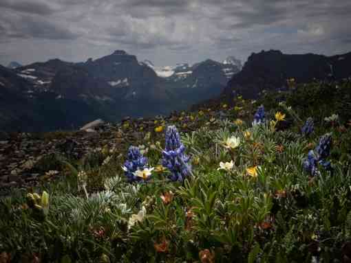 Biodiversity in Glacier National Park's Alpine region